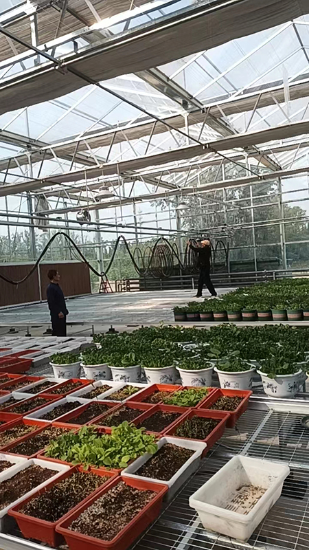六合王牌彩霸