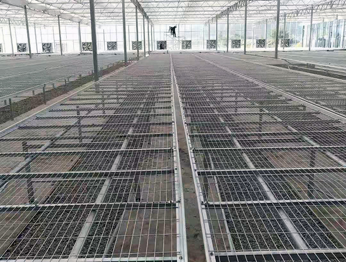 六合王牌彩霸