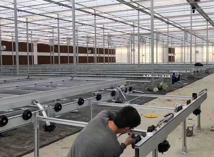 六合王牌彩霸